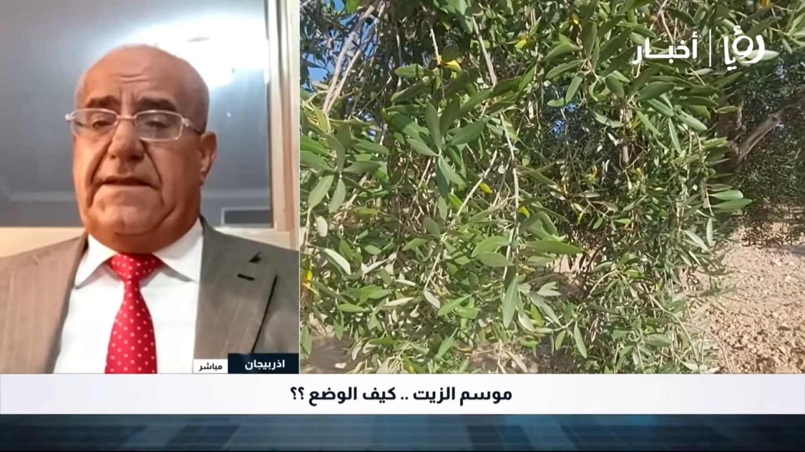 موسم زيت الزيتون 2026